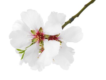 Photo of Tree branch with beautiful blossoms isolated on white. Spring season