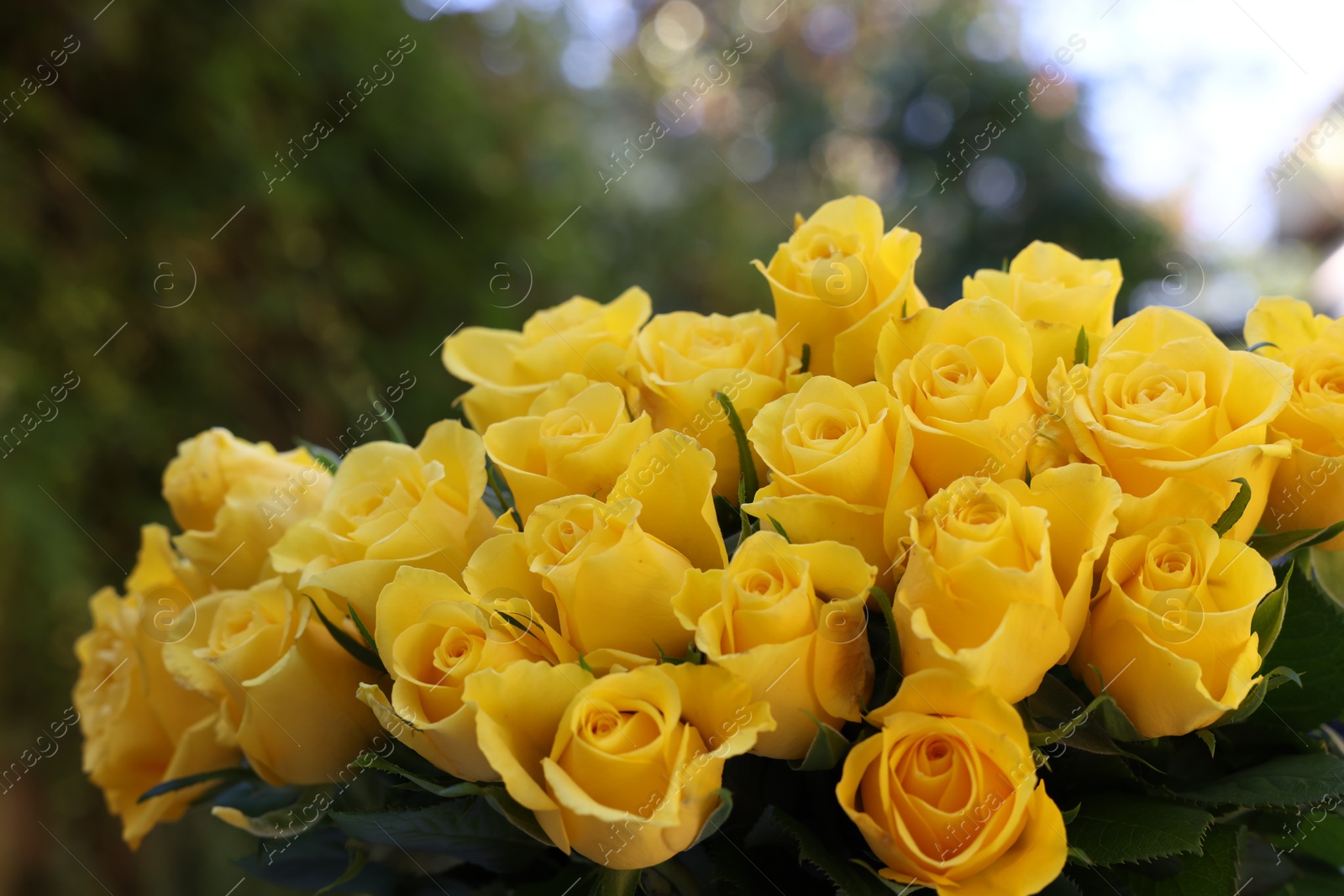 Photo of Beautiful bouquet of yellow roses outdoors, closeup