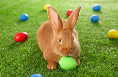 Cute bunny and Easter eggs on green grass