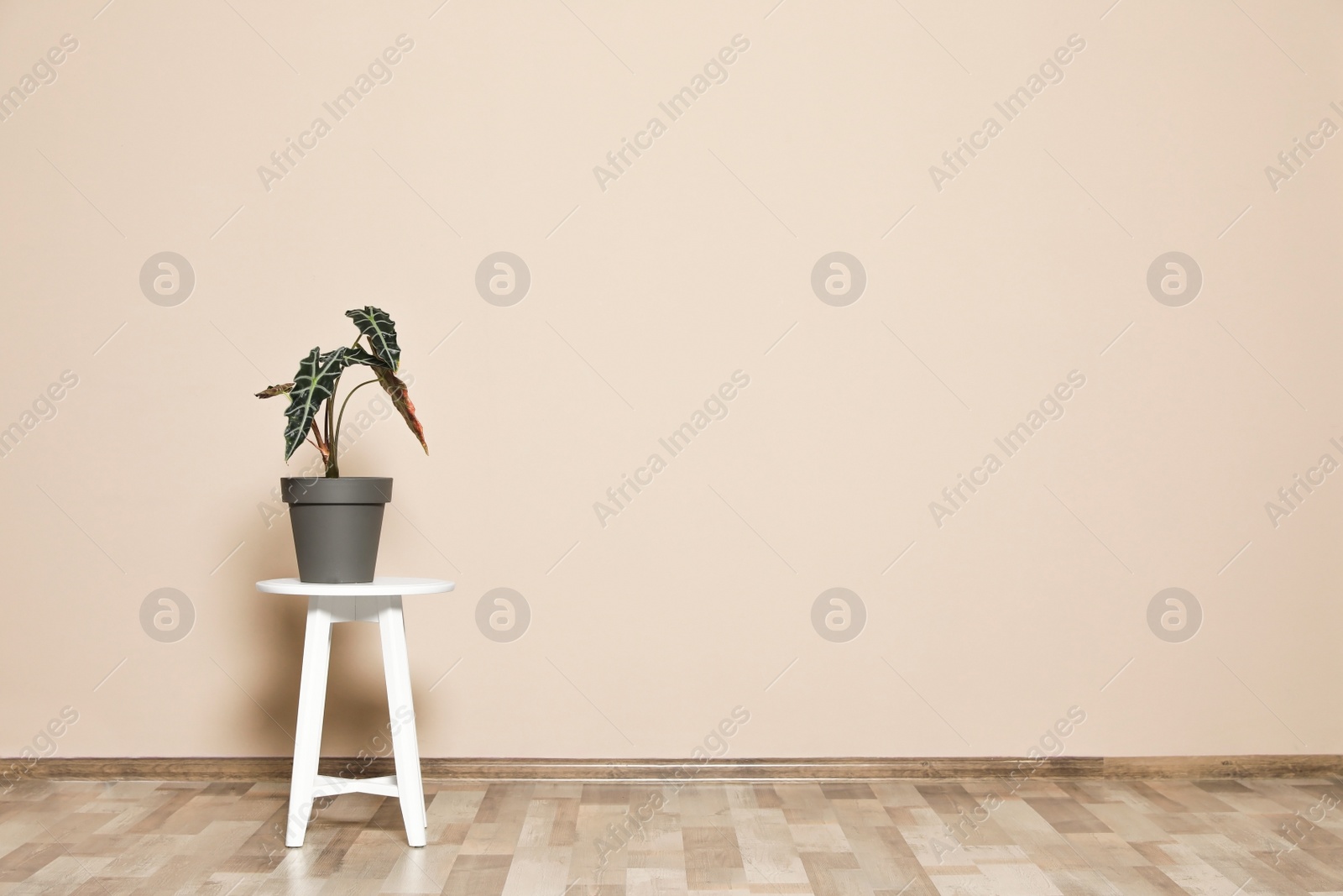 Photo of Table with alocasia on floor at beige wall, space for text. Plants in trendy home interior design