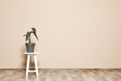 Table with alocasia on floor at beige wall, space for text. Plants in trendy home interior design