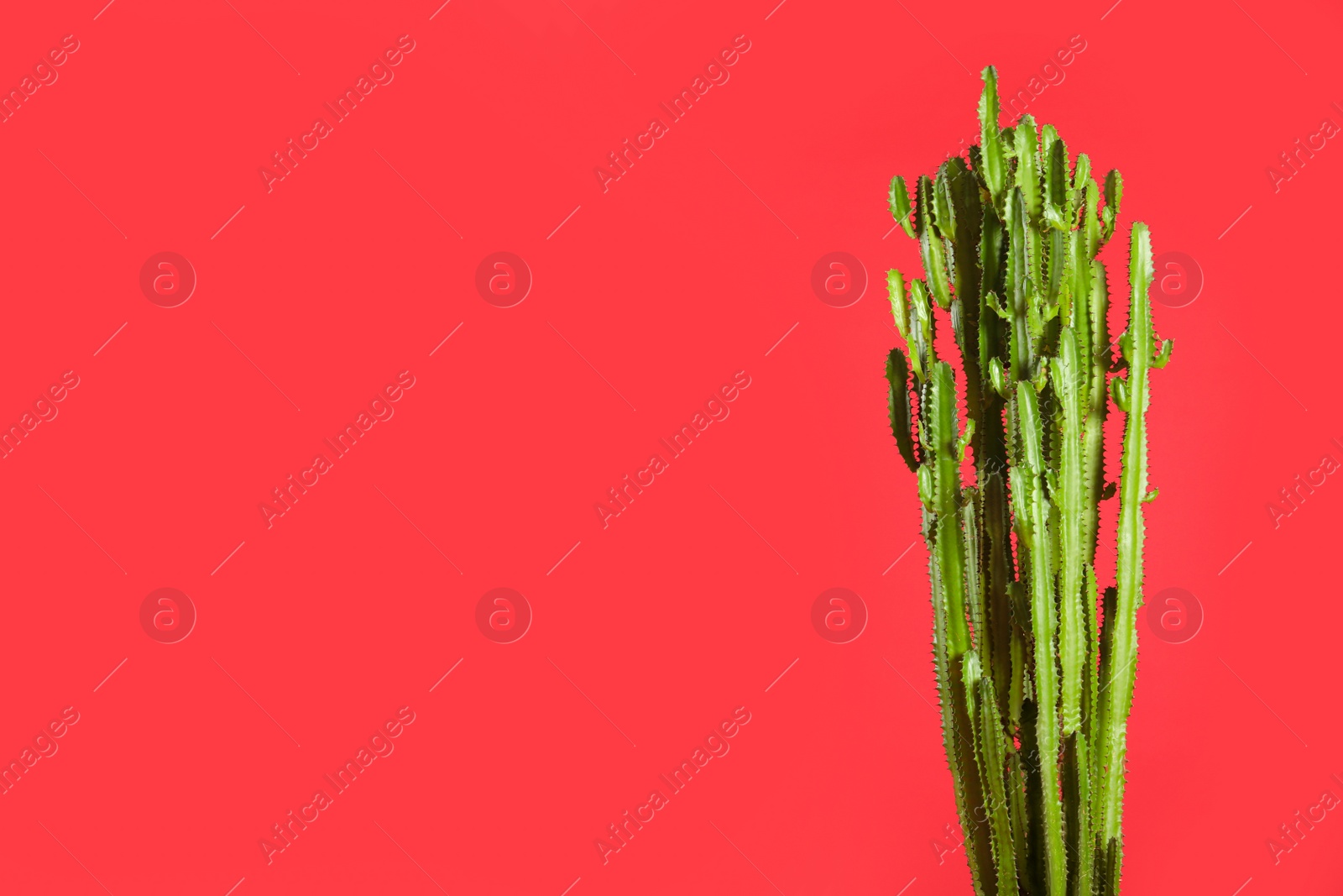 Photo of Beautiful cactus on red background, space for text. Tropical plant
