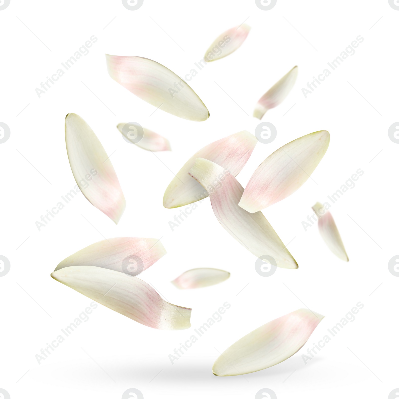 Image of Lotus flower petals falling on white background