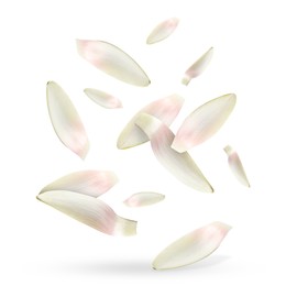 Image of Lotus flower petals falling on white background