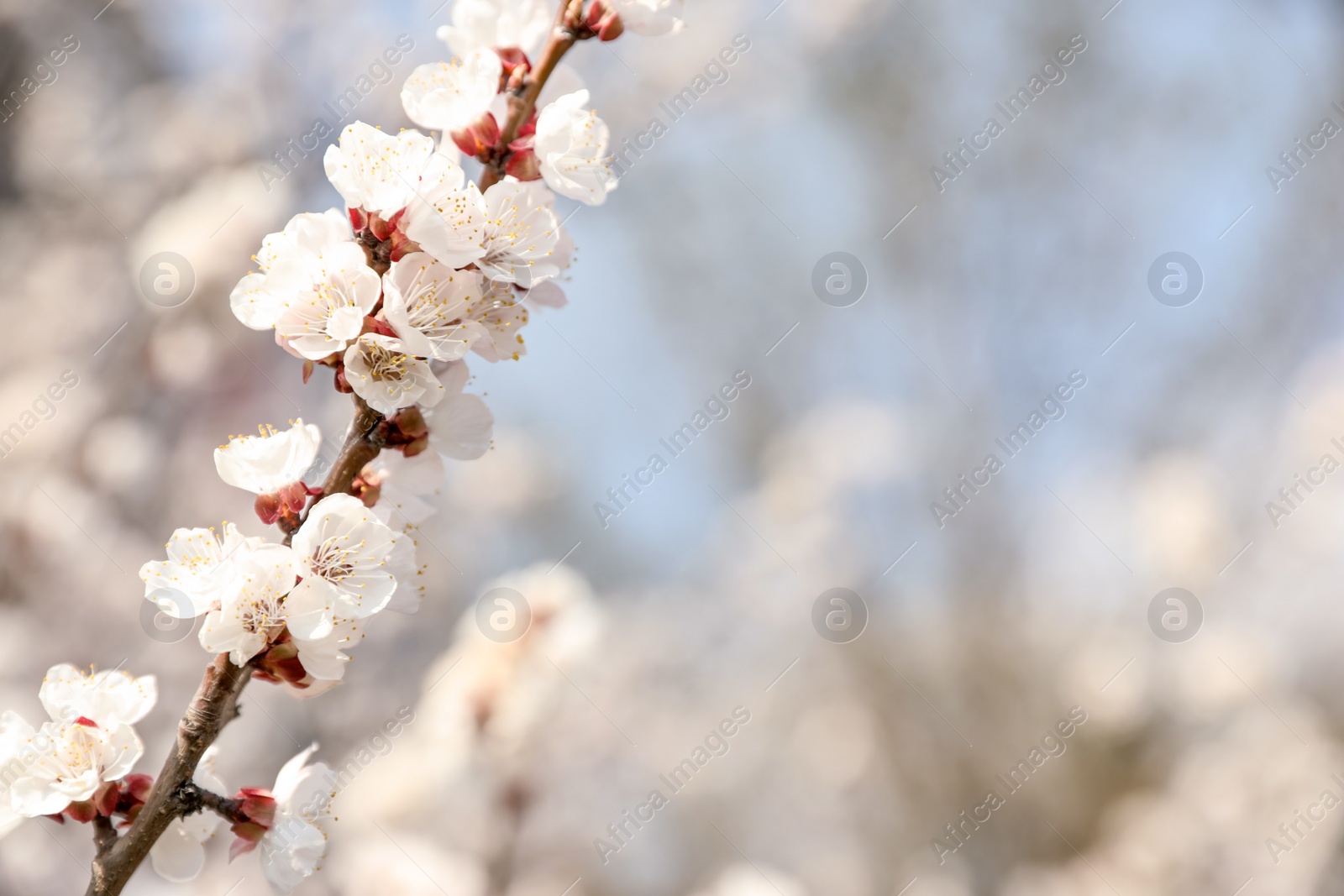 Photo of Beautiful apricot tree branch with tiny tender flowers outdoors, space for text. Awesome spring blossom