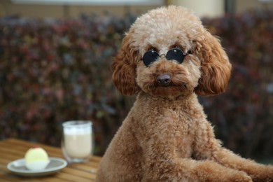 Cute fluffy dog with sunglasses resting in outdoor cafe. Space for text