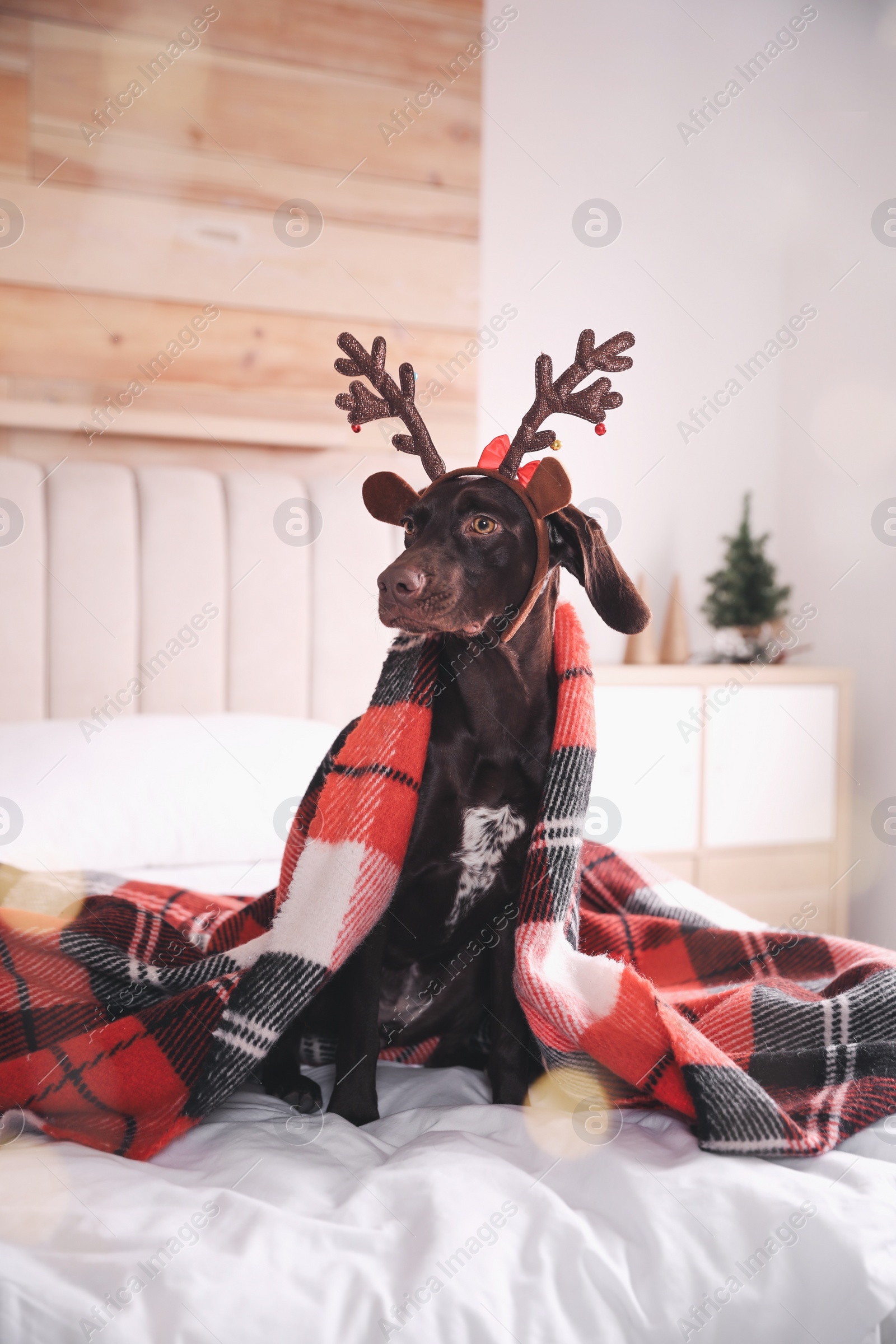 Photo of Cute dog in reindeer headband on bed at home. Christmas celebration