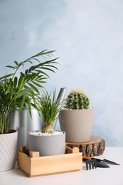 Photo of Beautiful Nolina, Cactus, Chamaedorea in pots with gardening tools on white table. Different house plants