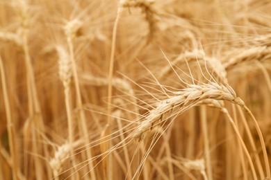 Photo of Beautiful ears of ripe wheat as background, closeup