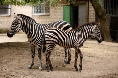 Photo of Beautiful zebras in zoo enclosure. Exotic animals