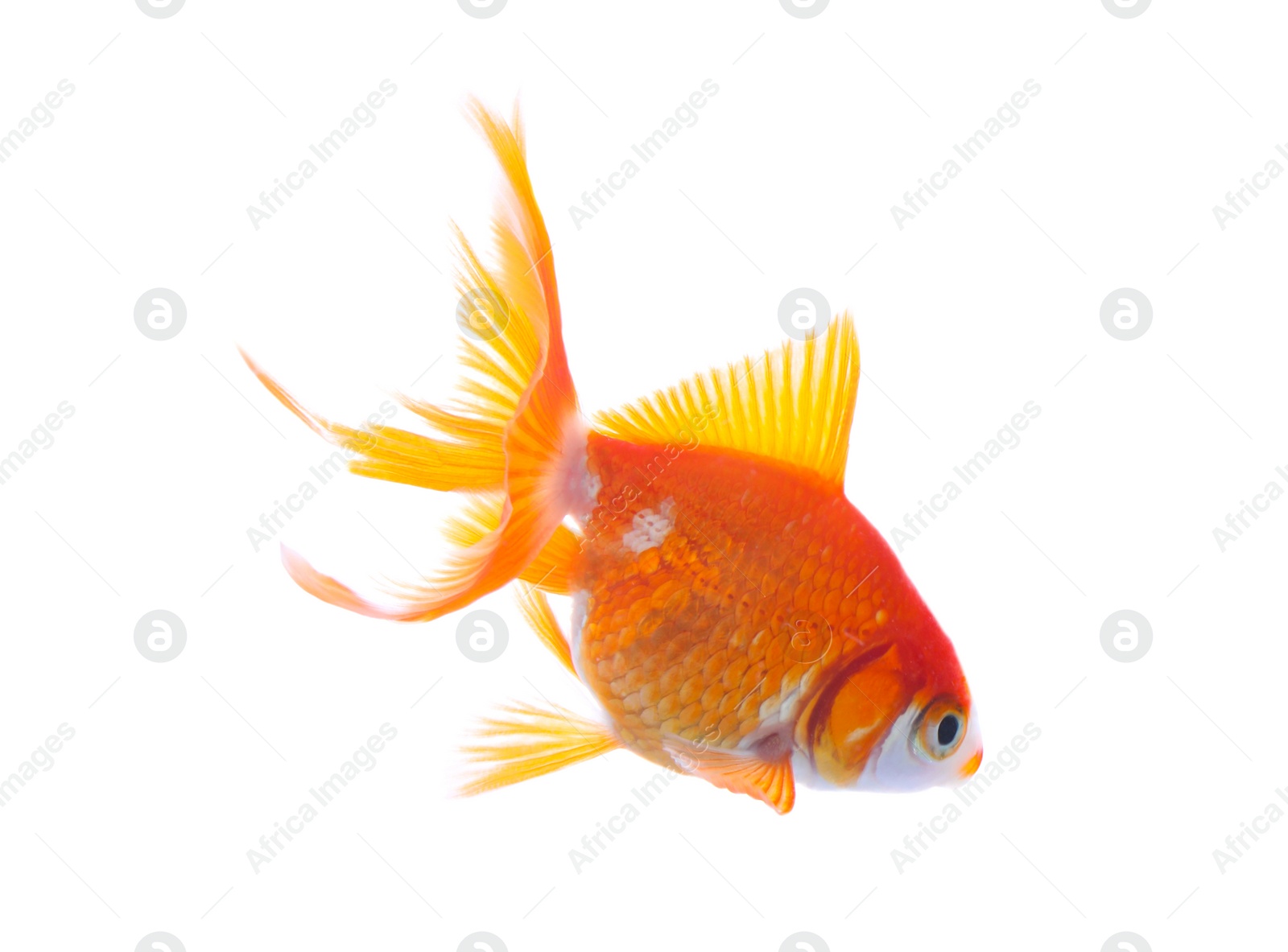 Photo of Beautiful bright small goldfish isolated on white