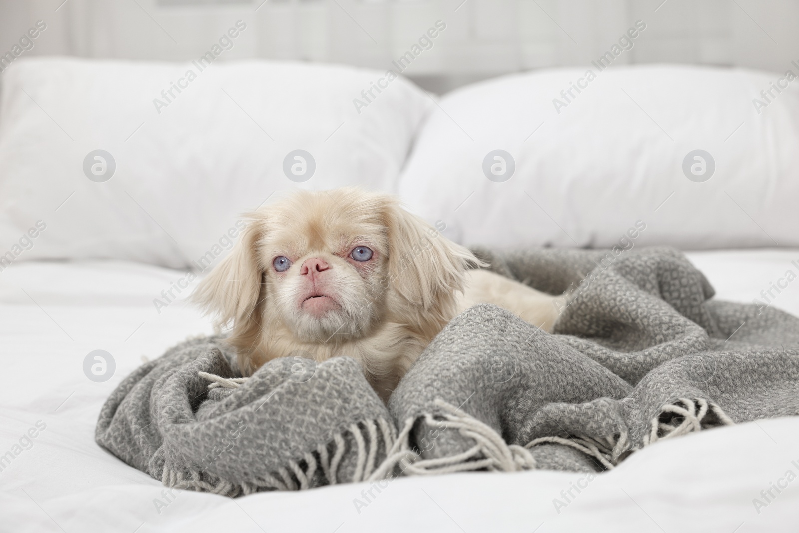 Photo of Cute Pekingese dog wrapped in blanket on bed indoors