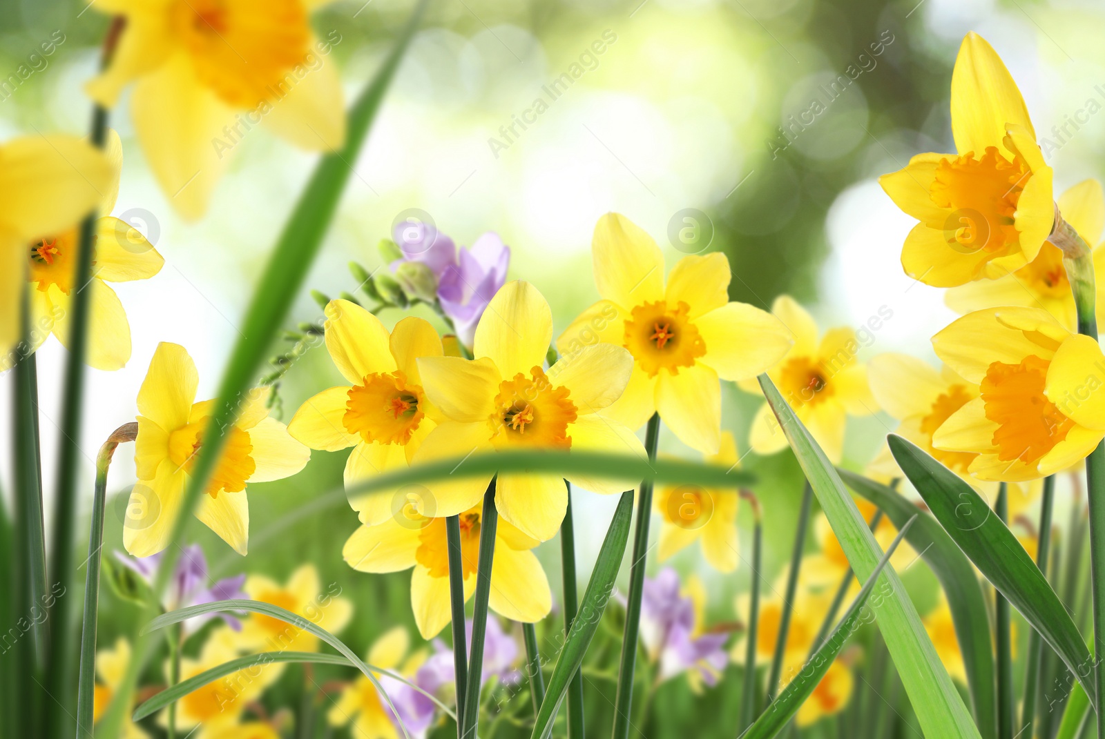 Image of Beautiful blooming yellow daffodils outdoors on sunny day