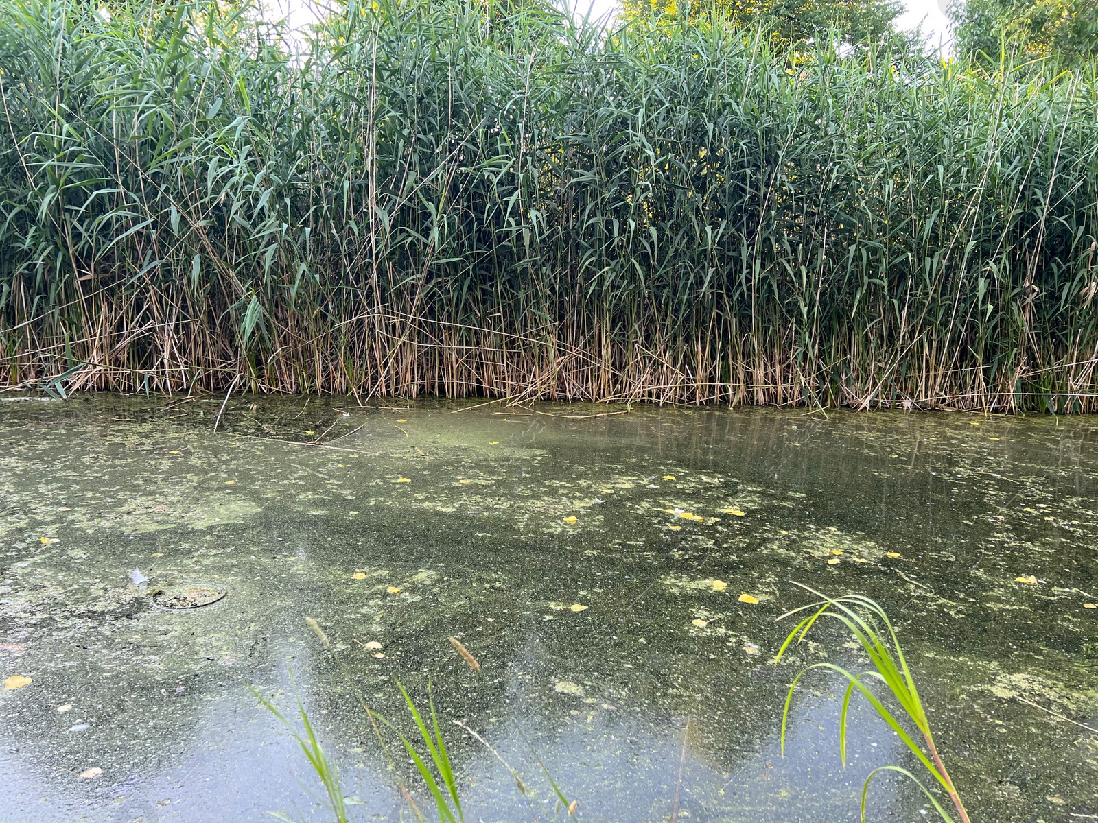 Photo of Picturesque view of beautiful green reed and pond