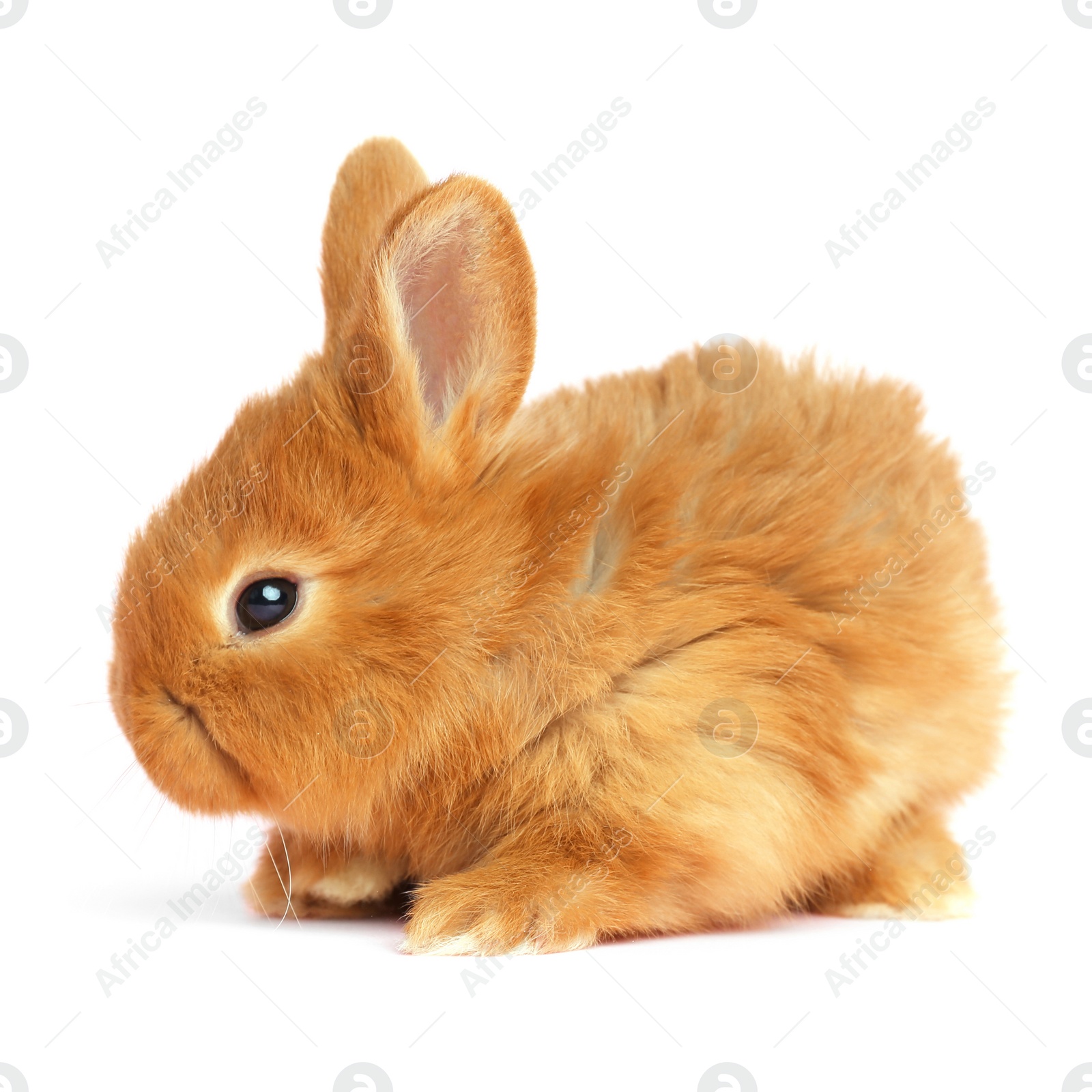 Image of Adorable fluffy Easter bunny on white background