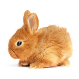 Image of Adorable fluffy Easter bunny on white background