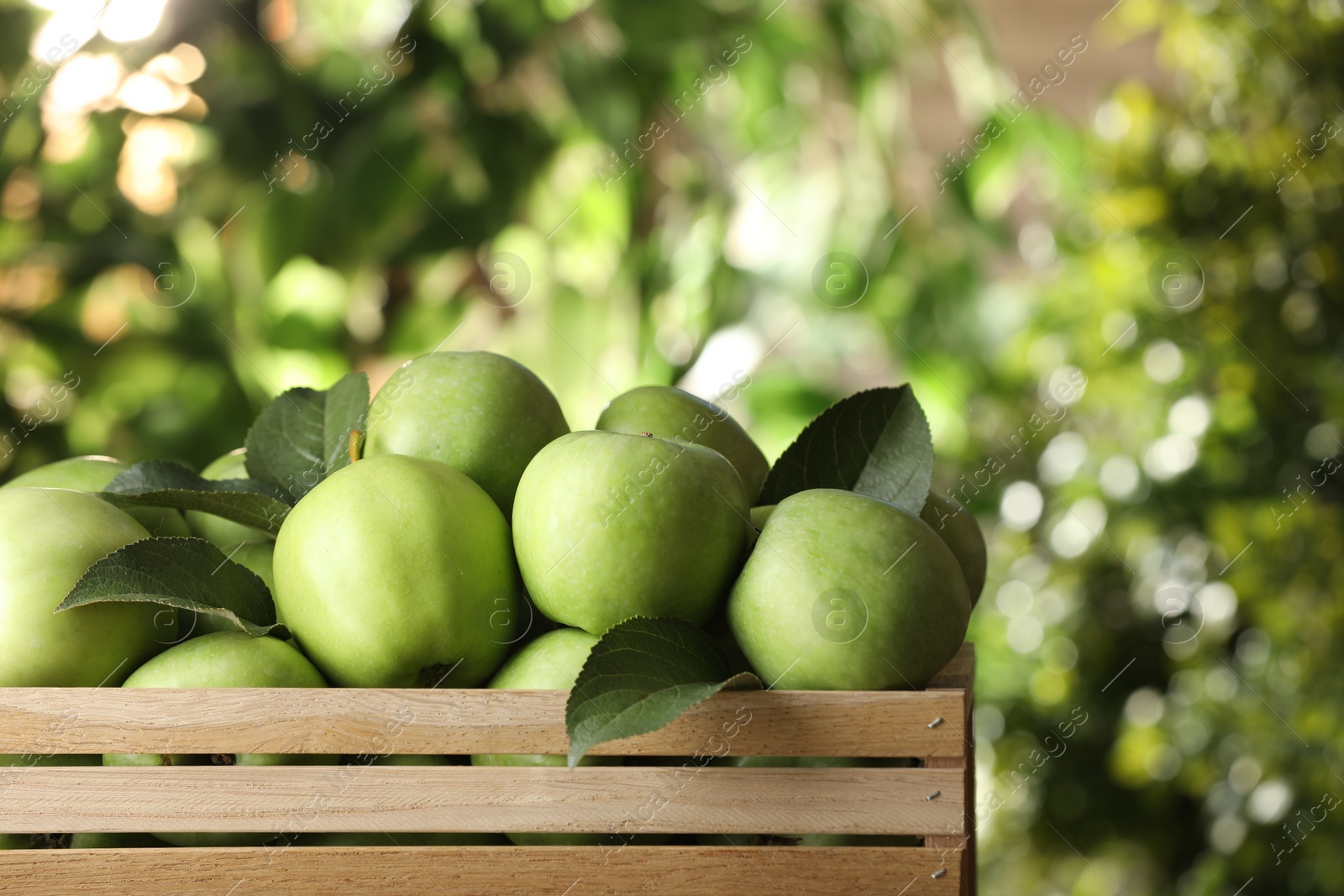 Photo of Crate full of ripe green apples and leaves on blurred background, closeup