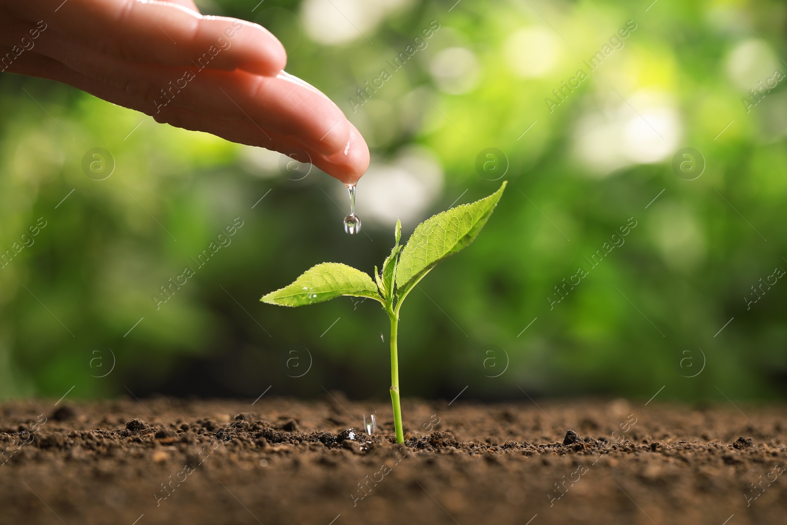 Photo of Woman pouring water on young seedling in soil against blurred background, closeup. Space for text