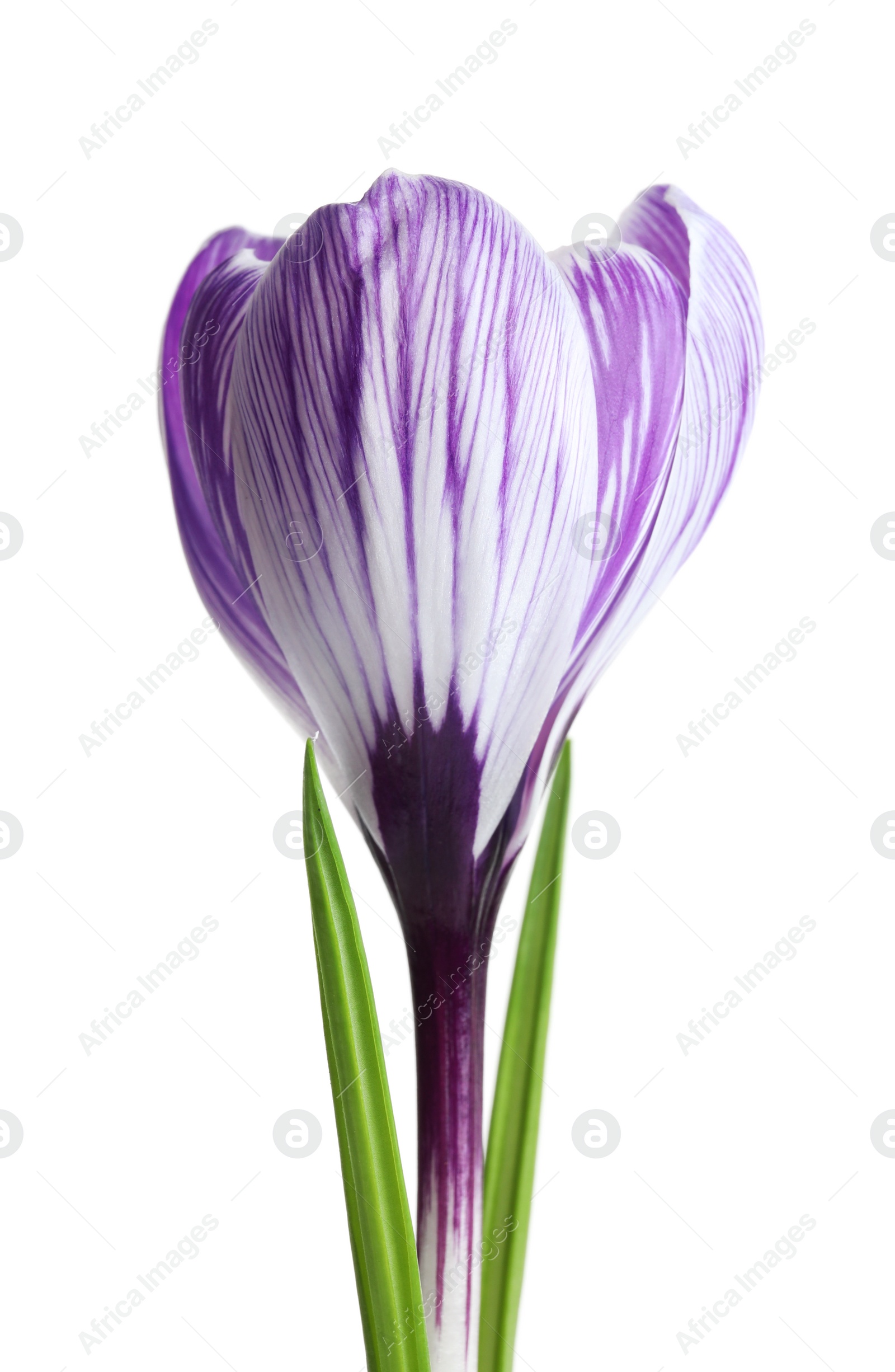 Photo of Beautiful spring crocus flower on white background