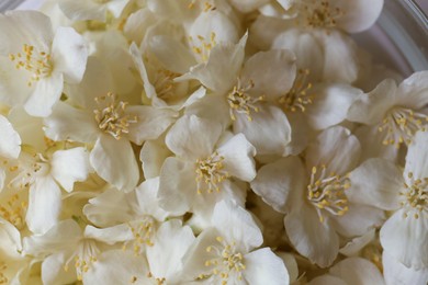 Photo of Beautiful white jasmine flowers as background, top view