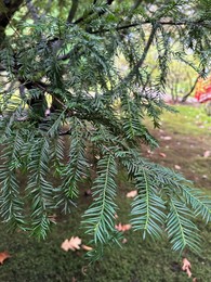 Photo of Beautiful coniferous tree with spreading branches in park