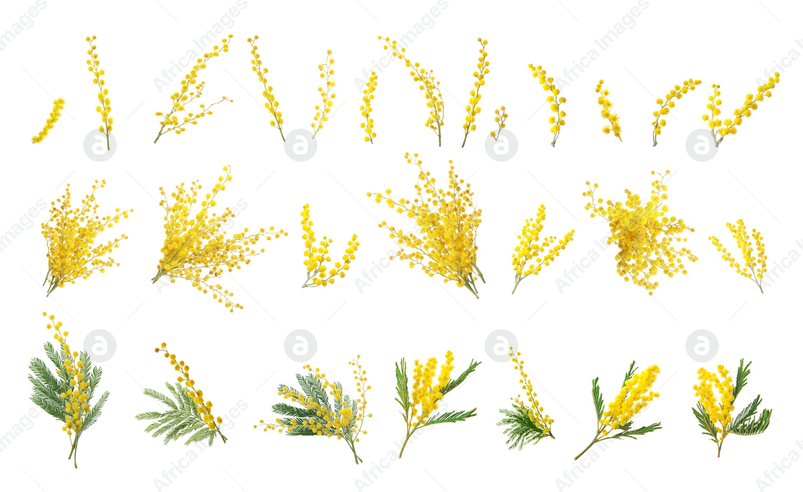 Image of Set with bright yellow mimosa flowers on white background