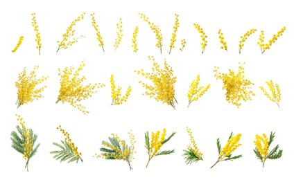 Image of Set with bright yellow mimosa flowers on white background