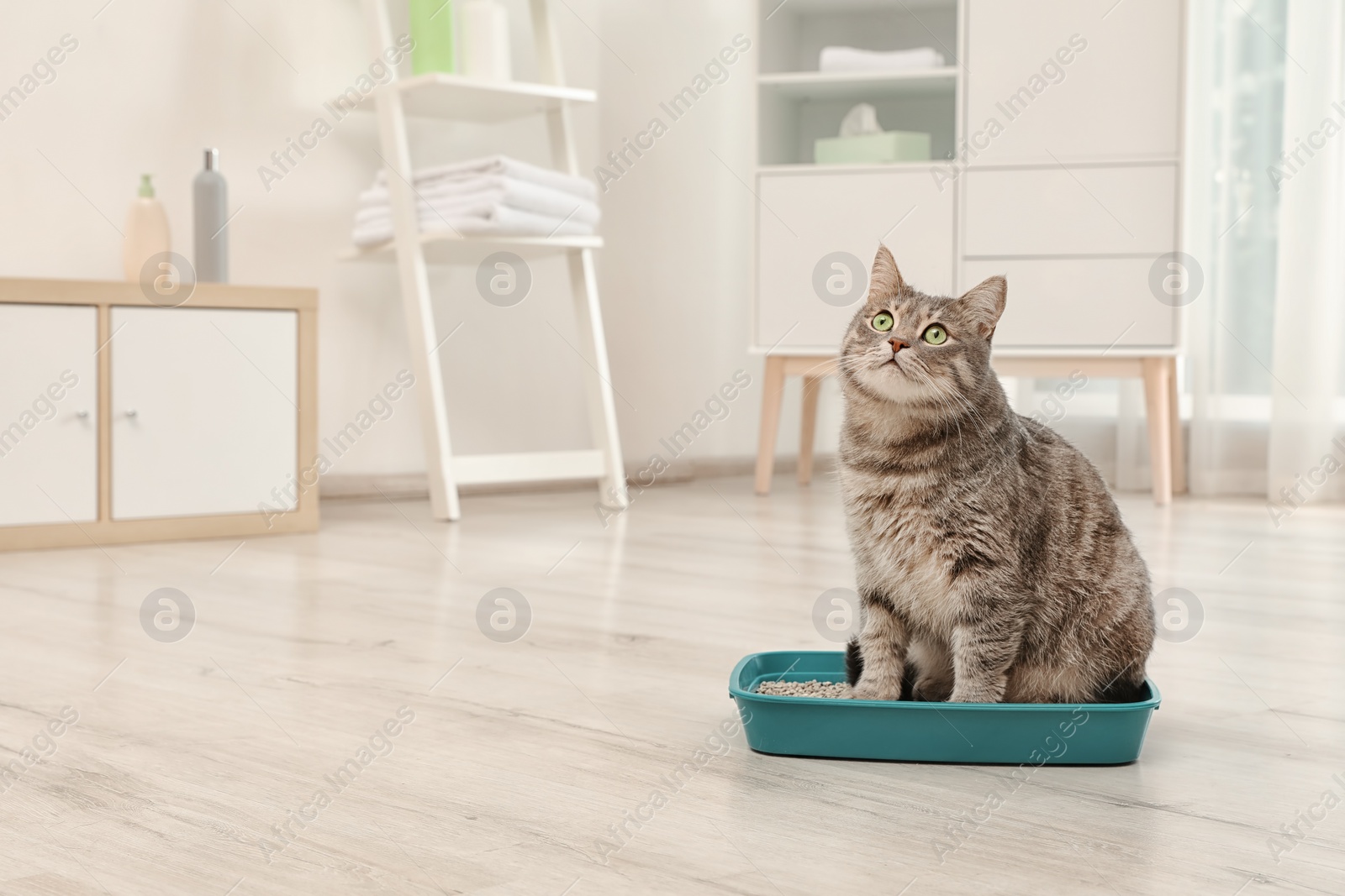 Photo of Adorable grey cat in litter box indoors. Pet care