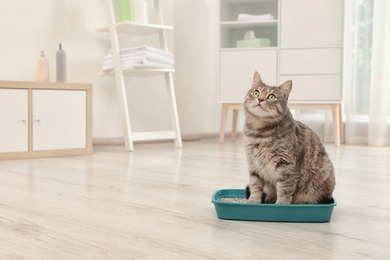 Adorable grey cat in litter box indoors. Pet care