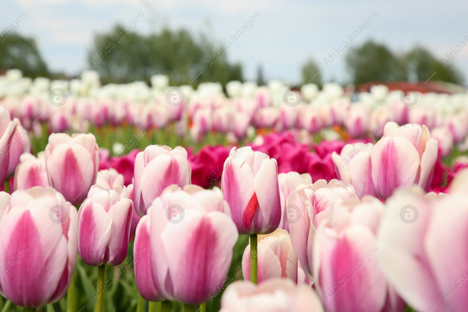 Photo of Beautiful tulip flowers growing in field, closeup