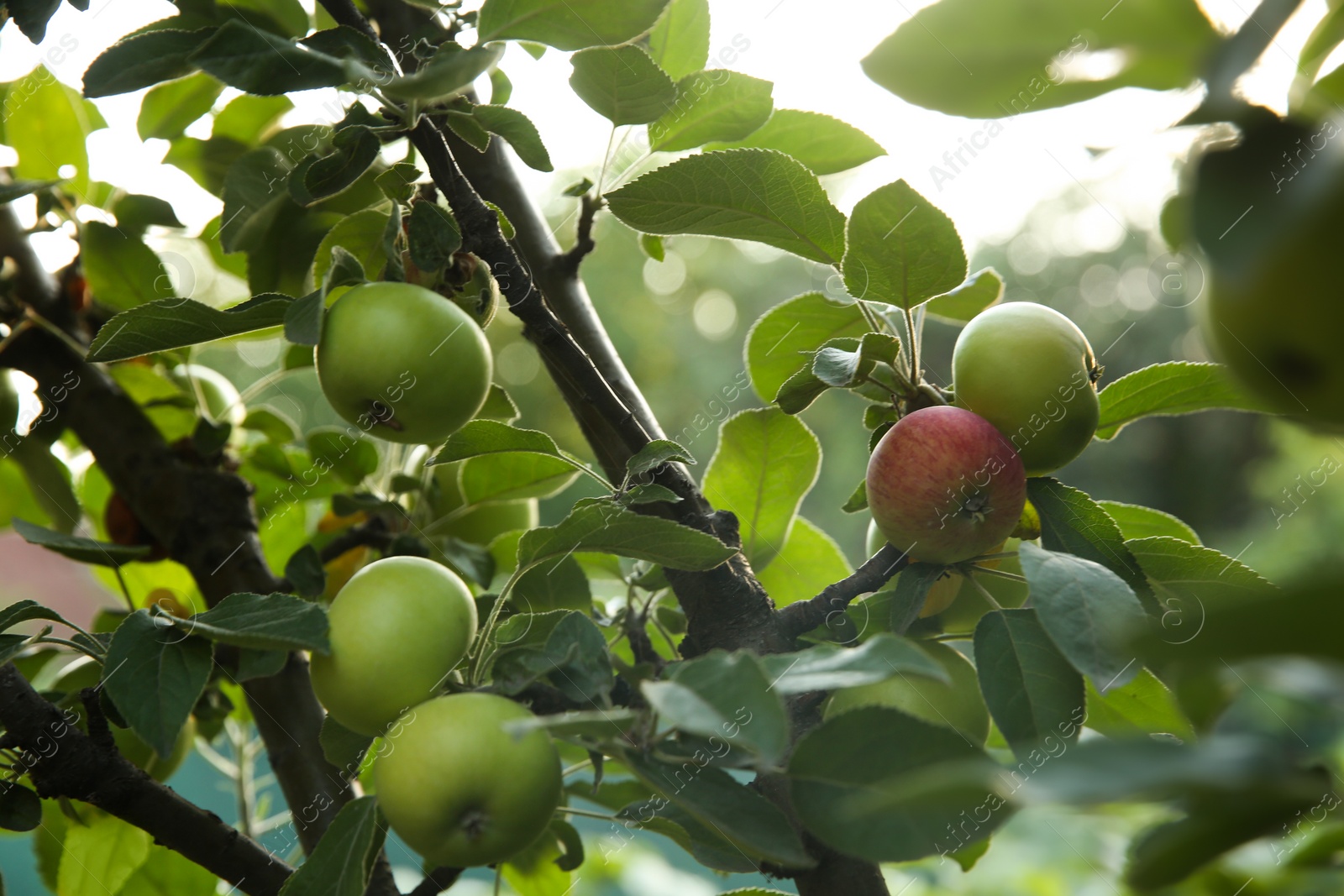 Photo of Ripe apples on tree branch in garden