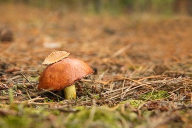 Photo of Brown boletus mushroom growing in forest, closeup