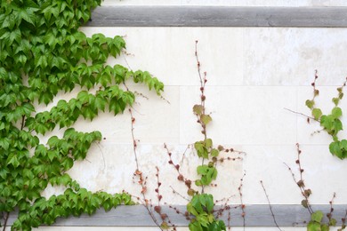 Beautiful green plants growing over stone wall