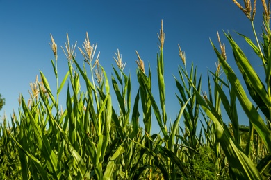 Photo of Beautiful view of corn field on sunny day