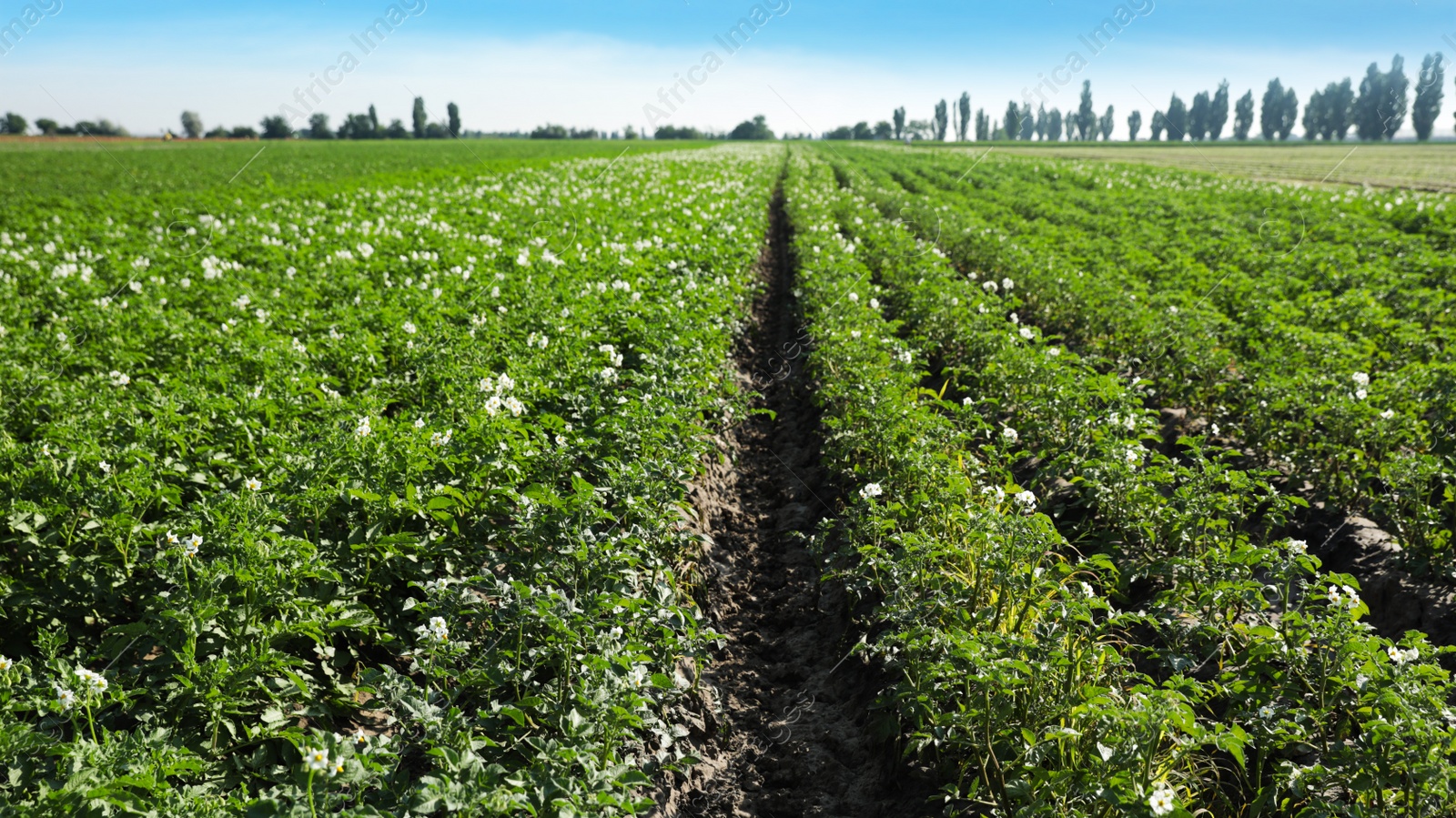 Photo of Beautiful field with blooming potato bushes on sunny day