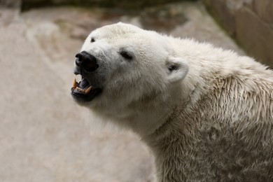Photo of Beautiful polar bear in zoo. Wild animal