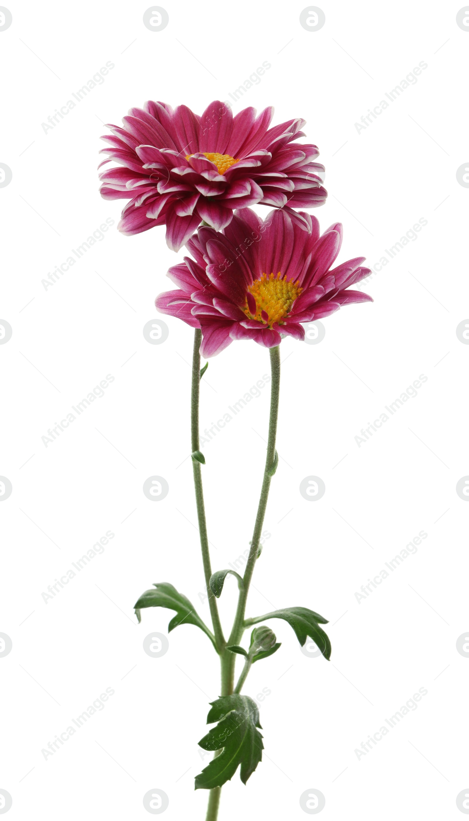 Photo of Chrysanthemum plant with beautiful flowers isolated on white