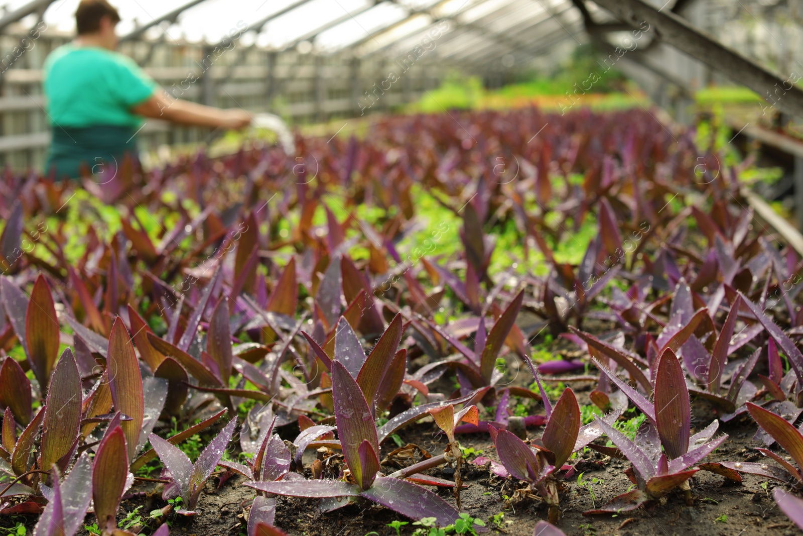 Photo of Fresh growing seedlings in greenhouse. Home gardening