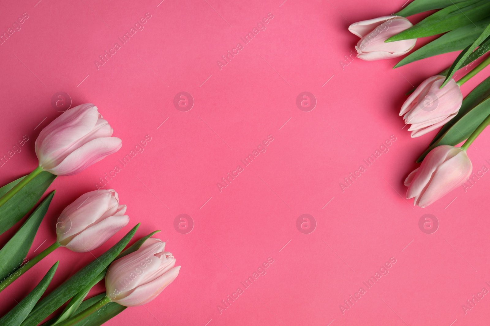 Photo of Beautiful spring tulips on pink background, flat lay. Space for text