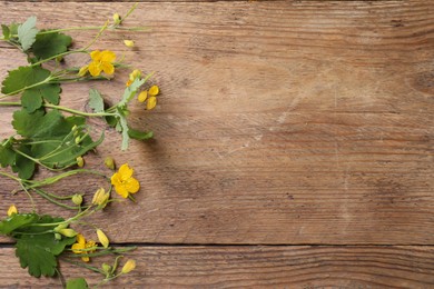 Photo of Beautiful celandine flowers on wooden table, top view. Space for text