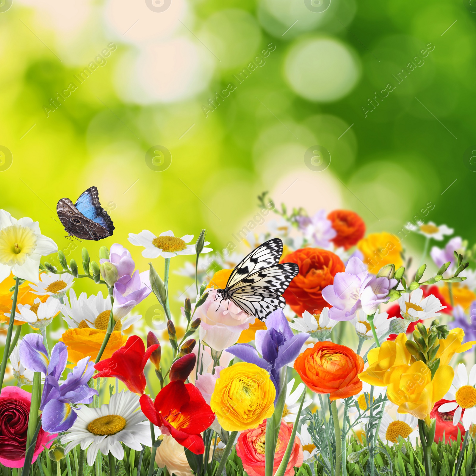 Image of Many beautiful spring flowers outdoors on sunny day