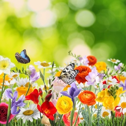 Image of Many beautiful spring flowers outdoors on sunny day