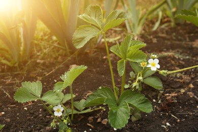 Photo of Beautiful blooming strawberry plant with water drops growing in soil