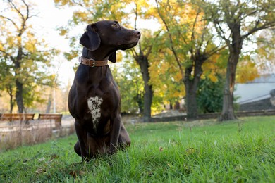 Photo of Cute German Shorthaired Pointer dog sitting on green grass in park, space for text