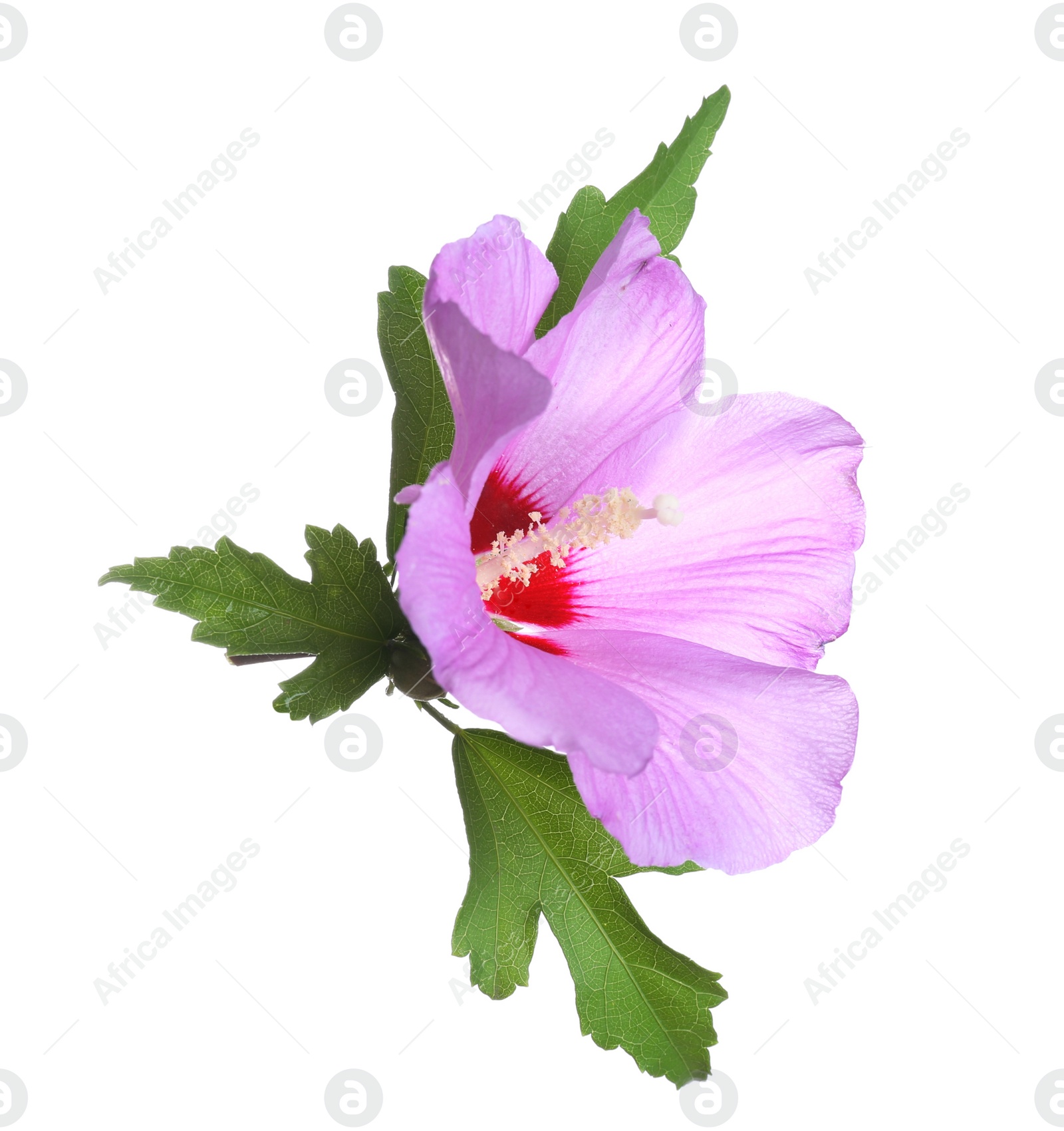 Photo of Beautiful tropical Hibiscus flower on white background