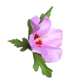 Photo of Beautiful tropical Hibiscus flower on white background