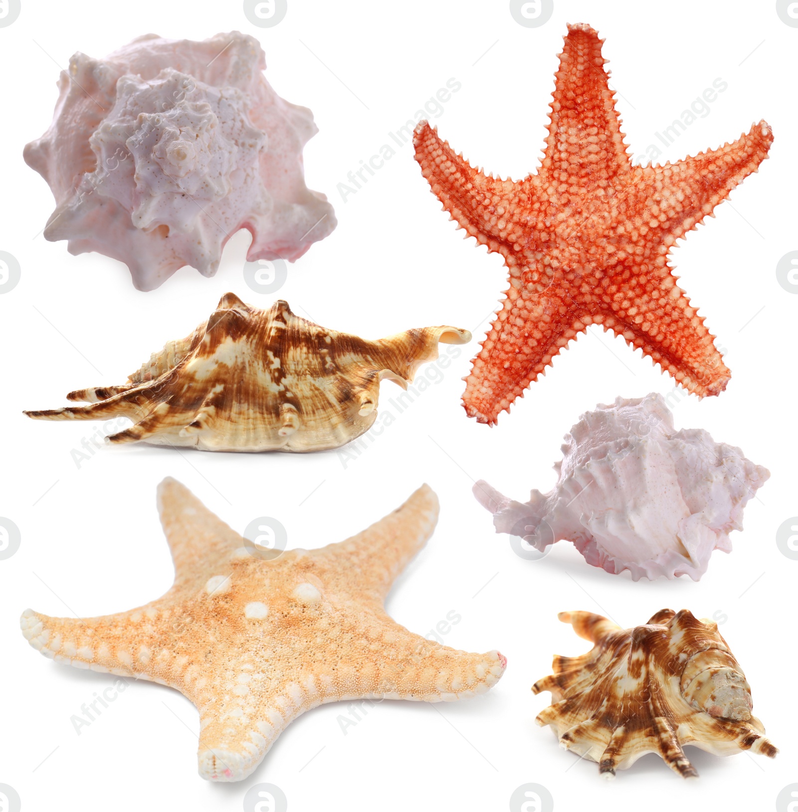 Image of Collection of different beautiful sea stars and shells on white background