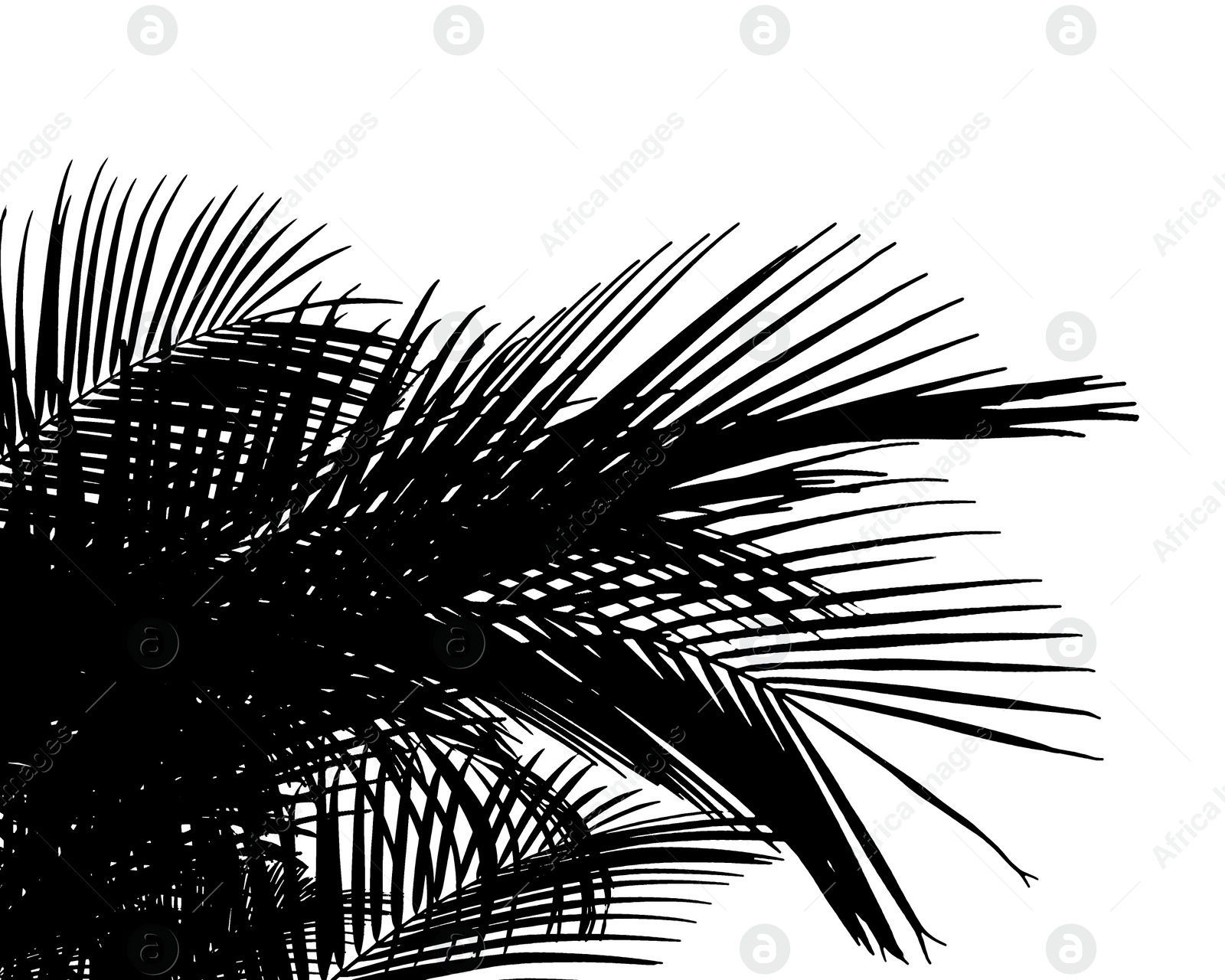 Image of Silhouette of beautiful palm leaves on white background