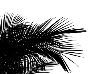 Image of Silhouette of beautiful palm leaves on white background