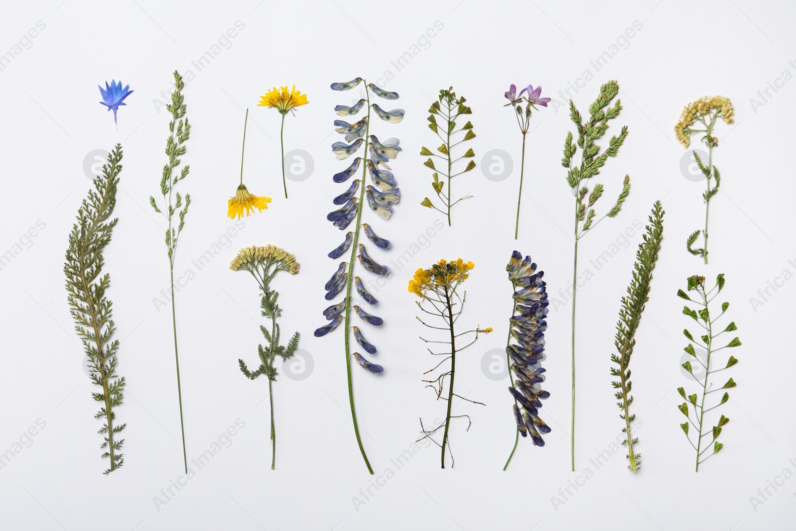 Photo of Wild dried meadow flowers on white background, top view